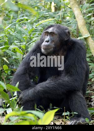 Chimpanzé (Pan troglodytes) posé sur le sol forestier, Parc national de la forêt de Kibale, Ouganda. En danger. Banque D'Images