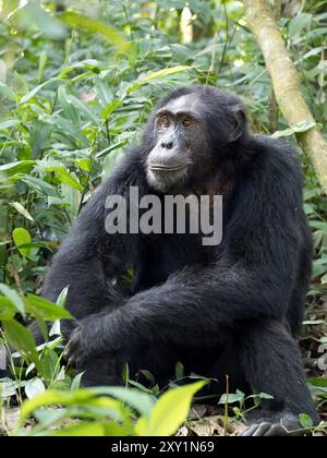 Chimpanzé (Pan troglodytes) posé sur le sol forestier, Parc national de la forêt de Kibale, Ouganda. En danger. Banque D'Images