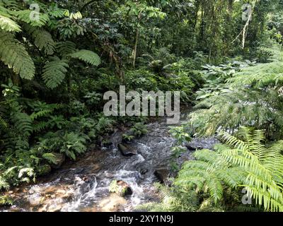 Vue de la rivière dans la région de Buhoma, parc national impénétrable de Bwindi, Ouganda Banque D'Images