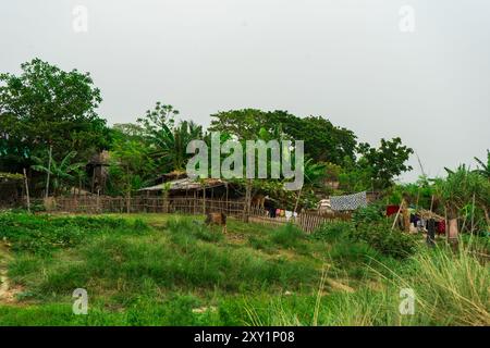 Maison de village avec des vaches pâturant et le séchage du linge à proximité avec des terres agricoles, Rajshahi Division, Bangladesh Banque D'Images