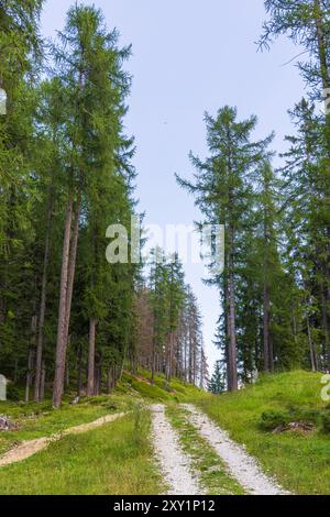 Randonnée près de la Villa - Val Badia - Alta Badia - Italie Banque D'Images