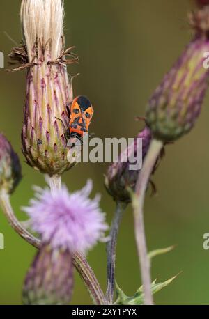 Insecte cannelle corizus hyoscyami, sur chardon de prairie cirsium dissectum, insecte rouge orangé et noir avec ailes cases polyphagus espèces du sud de l'Angleterre Banque D'Images