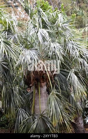 Le guano (Coccothrinax spissa) est un palmier endémique de l'île d'Hispaniola. Banque D'Images