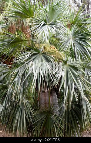 Le guano (Coccothrinax spissa) est un palmier endémique de l'île d'Hispaniola. Banque D'Images