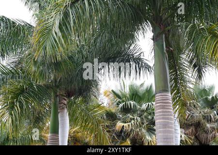 Le vin de palme ou cacheo (Pseudophoenix vinifera) est un palmier endémique de la Hispaniola. Est utilisé dans la production de vin de palme. Banque D'Images