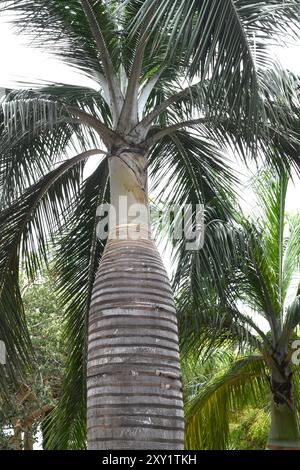 Le palmier à vin ou cacheo (Pseudophoenix vinifera) est un palmier endémique de la Hispaniola. Est utilisé dans la production de vin de palme. Banque D'Images