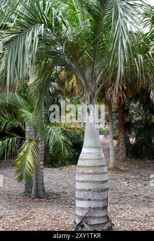 Le palmier à vin ou cacheo (Pseudophoenix vinifera) est un palmier endémique de la Hispaniola. Est utilisé dans la production de vin de palme. Banque D'Images