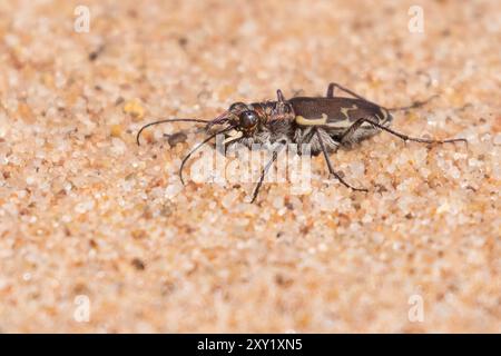 Cicindela repanda, communément connu sous le nom de coléoptère du tigre bronzé ou coléoptère du tigre commun Banque D'Images