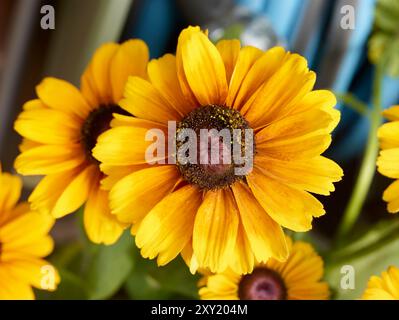 Gros plan naturel saisissant de Rudbeckia «Summertime Yellow», fleurissant dans un ensoleillement d'été lumineux.abloom, attirant l'attention, belle, florissante, rougissant Banque D'Images