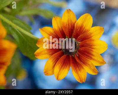 Gros plan naturel saisissant de Rudbeckia «Summertime Yellow», fleurissant dans un ensoleillement d'été lumineux.abloom, attirant l'attention, belle, florissante, rougissant Banque D'Images