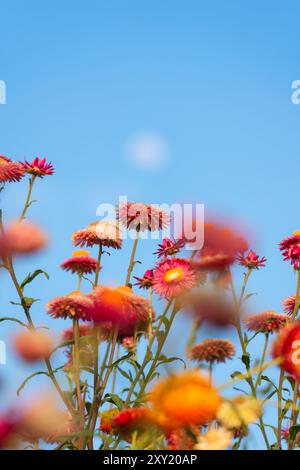 Belle multicolore de fleur de paille ou fleur de Marguerite éternelle fleurissant dans le jardin et la lune dans le ciel bleu au printemps à la journée ensoleillée Banque D'Images