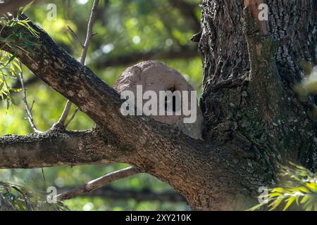 Nid de boue d'un Rufous Hornero, Furnarius rufus, dans un arbre à Tartagal, Argentine. C'est l'oiseau national de l'Argentine. Banque D'Images