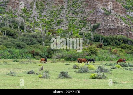 Chevaux qui paissent sous la colline couverte de cactus argentins Saguaro dans la Quebrada de Humahuaca en Argentine. Banque D'Images