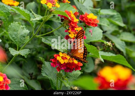 Un papillon Silverspot mexicain, dione moneta, se nourrit des fleurs d'un arbuste du drapeau espagnol à El Naranjo, en Argentine. Banque D'Images