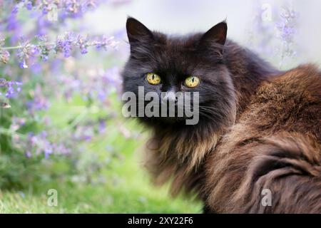 Gros plan d'un chat noir mignon avec des yeux jaunes debout près d'une plante d'herbe à chat en fleurs dans un jardin Banque D'Images