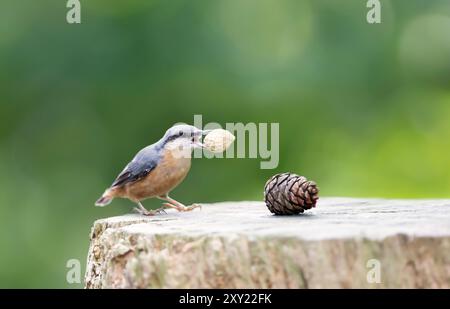 Gros plan de la noix eurasienne mangeant une noix sur une souche d'arbre, Royaume-Uni. Banque D'Images