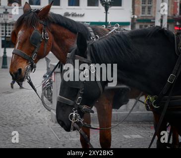 Calèche classique tirée par un cheval avec couvre-yeux dans le centre de Bruges Banque D'Images