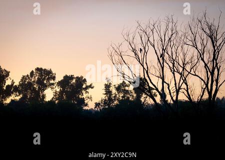 Silhouette d'oiseaux assis sur un arbre mort fané au coucher du soleil dans une forêt Banque D'Images