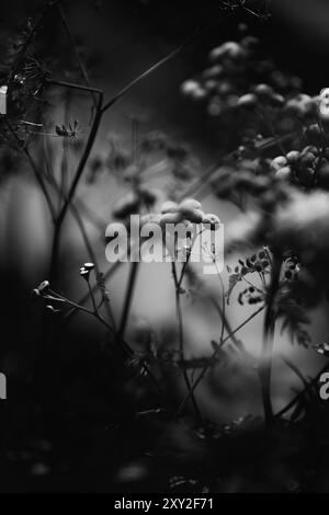 Une photo en noir et blanc de hautes herbes, leurs silhouettes illuminées par la lumière du jour. Tanaisie et autres fleurs sauvages. Banque D'Images