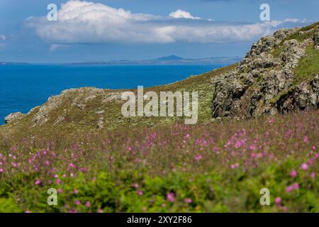 Belle bruyère violette et feuillage luxuriant sur l'île Skomer, Pembrokeshire, pays de Galles Banque D'Images