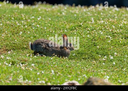 Lapin sauvage se nourrissant d'herbe courte sur l'île de Skomer dans l'ouest du pays de Galles, Pembrokeshire Banque D'Images