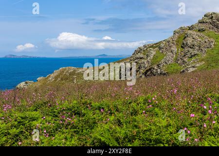 Belle bruyère violette et feuillage luxuriant sur l'île Skomer, Pembrokeshire, pays de Galles Banque D'Images