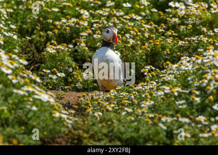 Macareux (Fratercula arctica) en herbe courte à côté de terriers sur l'île de Skomer dans l'ouest du pays de Galles Banque D'Images