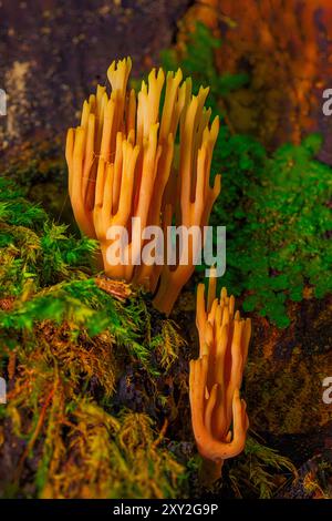 Champignons de corail de branche de Srict sur un vieux tronc d'arbre Banque D'Images