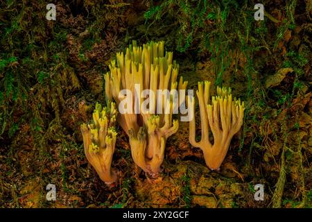 Champignons de corail de branche de Srict sur un vieux tronc d'arbre Banque D'Images