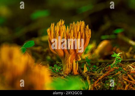 Champignons de corail de branche de Srict sur un vieux tronc d'arbre Banque D'Images