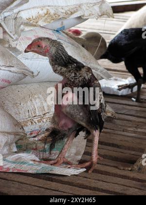 poulet né différemment et cultivé dans une ferme Banque D'Images