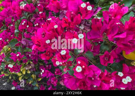 Bractées de bougainvilliers rose vif avec une petite fleur blanche au centre. Banque D'Images