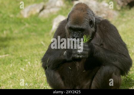 Big Gorilla mangeant de l'herbe dans le zoo de Lisbonne Banque D'Images