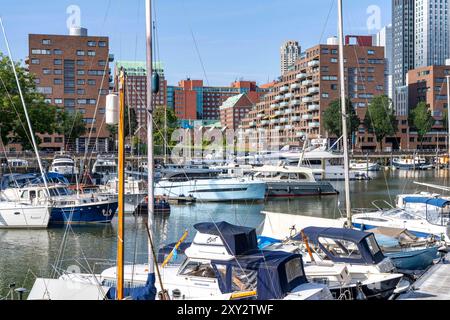 Rotterdam Marina, hinten Wohnhochhäuser am Spoorweghaven, Sportboot Hafen, Segelboote, Motoryachten, im Binnenhaven, Stadtteil Feijenoord, Rotterdam, Niederlande Wasserbus *** Rotterdam Marina, derrière des immeubles résidentiels de grande hauteur au Spoorweghaven, port de plaisance, voiliers, yachts à moteur, dans le port intérieur, quartier Feijenoord, Rotterdam, pays-Bas Waterbus Banque D'Images