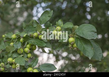 Petites pommes vertes sur les branches d'un pommier dans le jardin. Banque D'Images