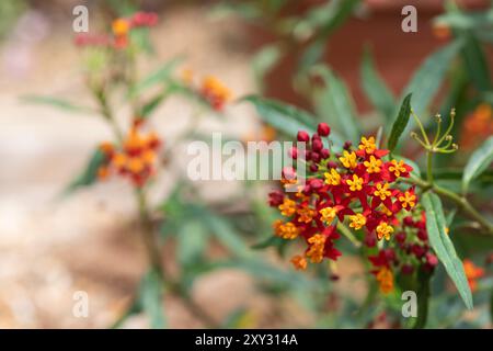 Gros plan des fleurs d'asclépias tropicales (asclepias curassavica) en fleurs Banque D'Images