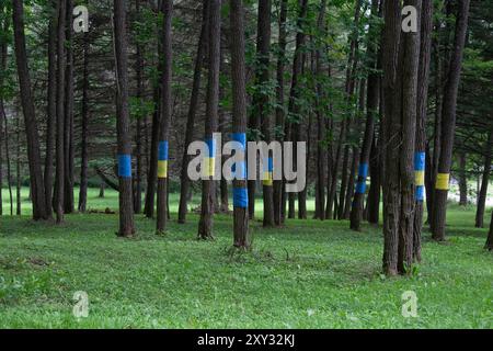 Les drapeaux de l'Ukraine sont enroulés autour des arbres dans une forêt à l'extérieur de Cooperstown, New York Banque D'Images