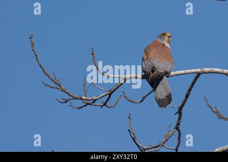 Mâle petite crécerelle Banque D'Images