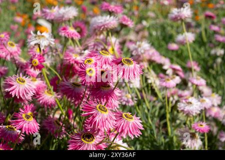 Grappe de fleurs de Rodanthe rose vif avec des centres jaunes. Photographié sous le soleil d'août au Capel Manor, Enfield, Londres Royaume-Uni. Banque D'Images