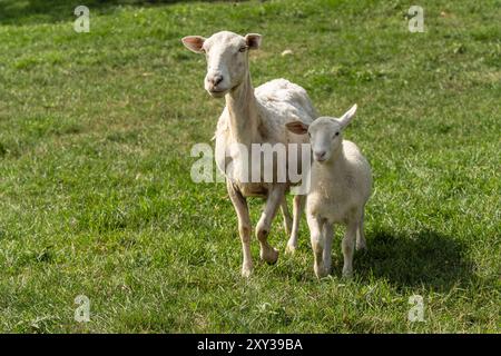 Agneau mignon marchant avec la mère mouton dans les pâturages d'été. Banque D'Images