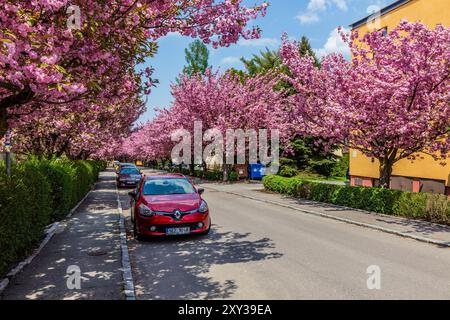 USTI NAD ORLICI, TCHÉQUIE - 12 MAI 2021 : arbres de sakura en fleurs sur la rue Spindlerova à Usti nad Orlici, République tchèque Banque D'Images