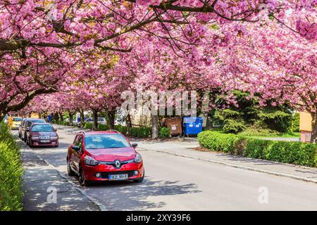 USTI NAD ORLICI, TCHÉQUIE - 12 MAI 2021 : arbres de sakura en fleurs sur la rue Spindlerova à Usti nad Orlici, République tchèque Banque D'Images