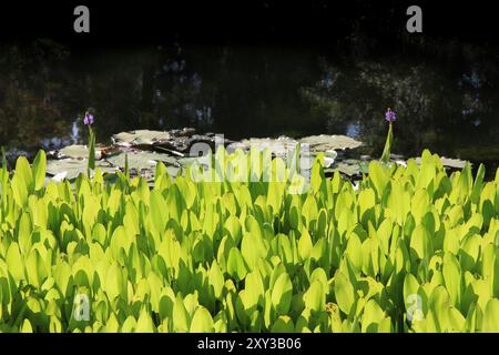 Vert Pickerelweed la plante Pontederia cordata feuilles rétroéclairées par la lumière du soleil à Pond Norton Simon à Pasadena, Californie Banque D'Images