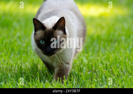 Chat siamois traquant dans l'herbe Banque D'Images