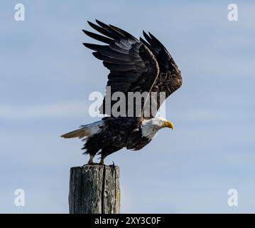 Un aigle à tête blanche (Haliaeetus leucocephalus) décolle d’une pile de bois sur Sidney Spit, dans la réserve de parc national des Îles-Gulf, en Colombie-Britannique, au Canad Banque D'Images