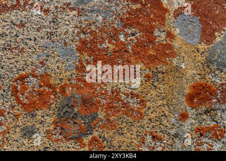 Fossile formé sur les roches d'un col de montagne de haute altitude appelé Warila au Ladakh, en Inde. Banque D'Images