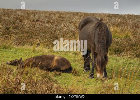 Exmoor poneys sauvages, vu sur Porlock Hill dans le Somerset, England, UK Banque D'Images