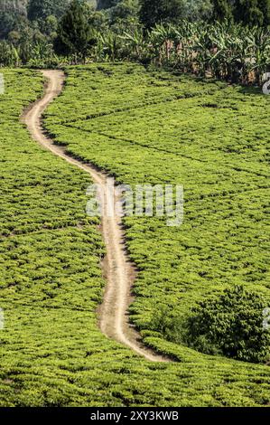 Une route de gravier à une seule voie traverse en diagonale le pays d'une plantation de thé près de Rungwi, dans le sud de la Tanzanie, vu d'une altitude plus élevée. Activé Banque D'Images