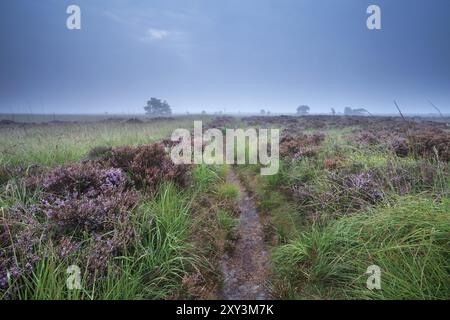 Chemin à travers les marais avec la bruyère fleurie pendant le matin brumeux Banque D'Images