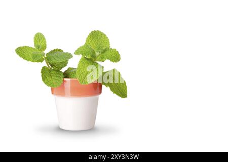 Menthe poivrée isolée sur fond blanc. Mentha rotundifolia Banque D'Images